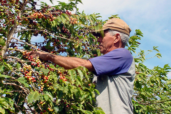 サントス デカフェ / ブラジル