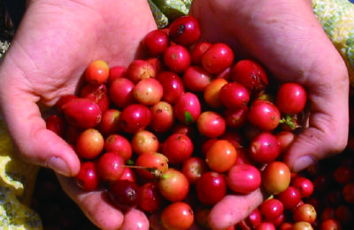 ホワイトデーブレンド