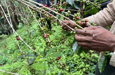 ジェントリースイート/パプアニューギニア