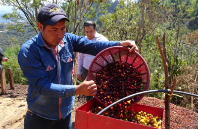 シエラ アズール デカフェ/メキシコ