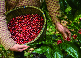 マスカット ブルーム ナチュラル/ミャンマー
