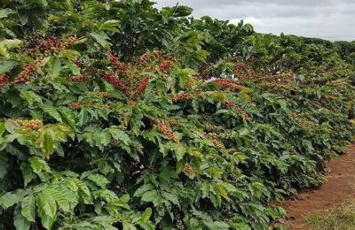 やなか珈琲 アイスコーヒーブレンド