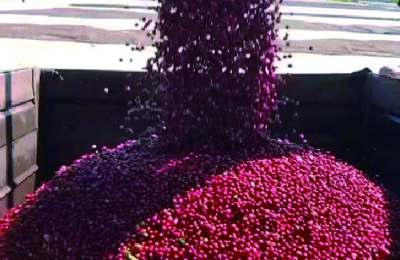 センチュリーオールド1912/ブラジル